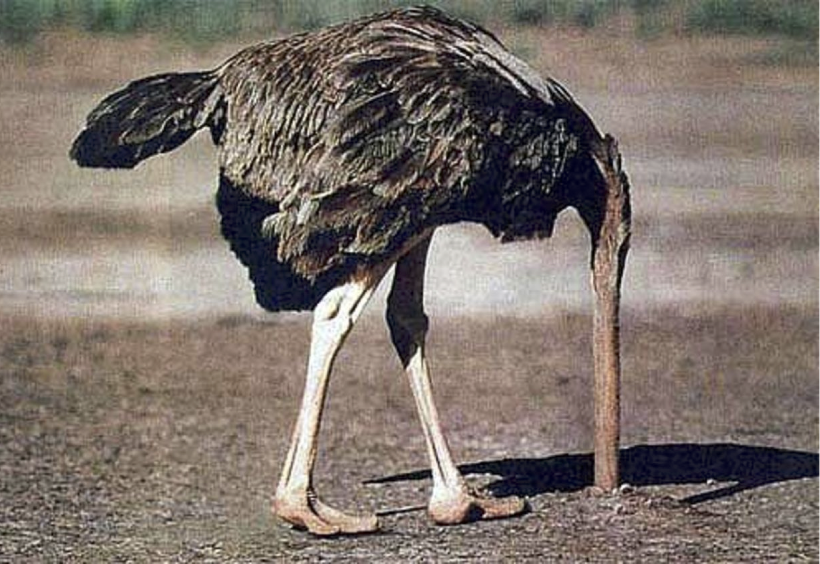 ostrich